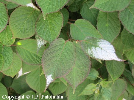 Kiinanlaikkukynns -  kameleontbuske - Actinidia kolomikta 'Annikki'